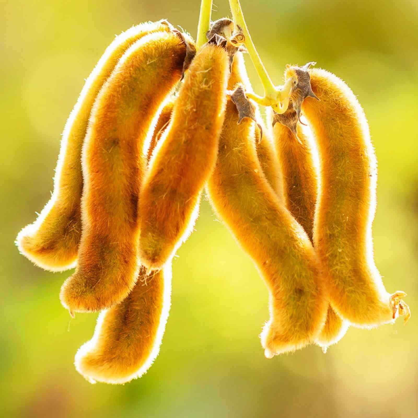 Mucuna Extract