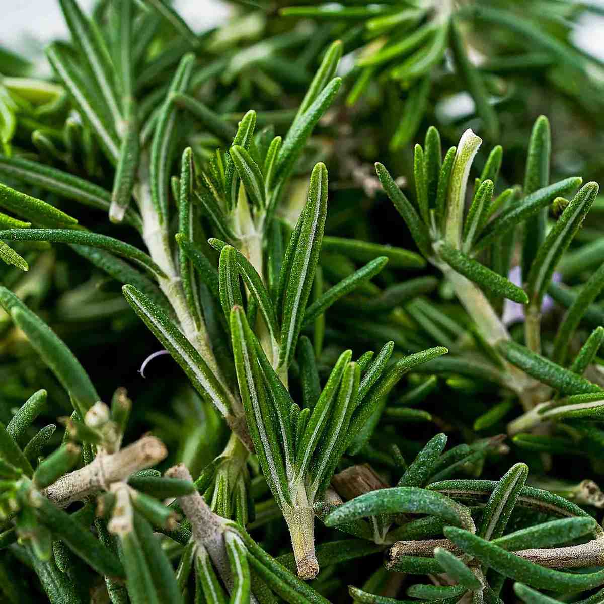 Rosemary Extract